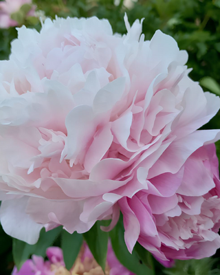 PEONIA MYRTLE GENTRY