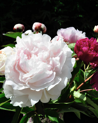 PEONIA MYRTLE GENTRY