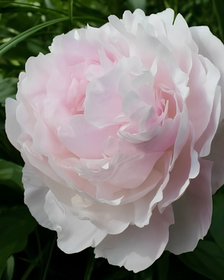 PEONIA MYRTLE GENTRY