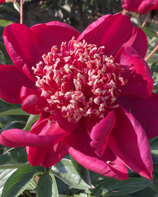 PEONIA NIPPON BEAUTY