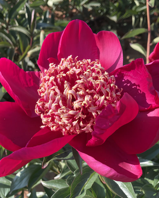 PEONIA NIPPON BEAUTY