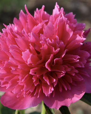 PEONIA OFFICINALIS ROSEA PLENA