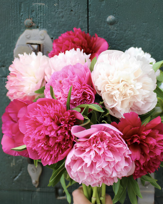 PEONIA OFFICINALIS RUBRA PLENA