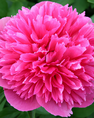 PEONIA OFFICINALIS ROSEA PLENA