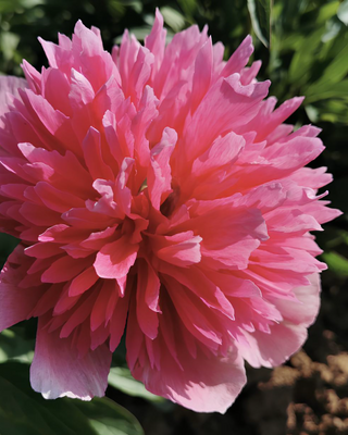 PEONIA OFFICINALIS ROSEA PLENA