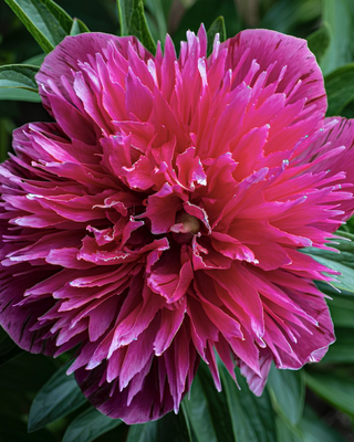 PEONIA OFFICINALIS ROSEA PLENA