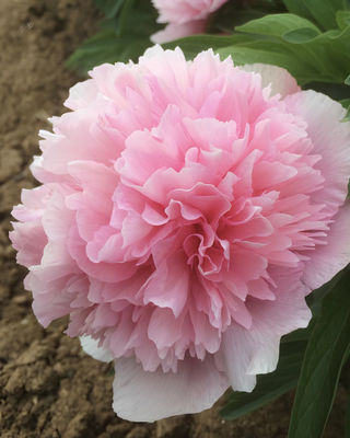PEONIA OFFICINALIS ROSEA SUPERBA