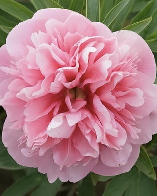 PEONIA OFFICINALIS ROSEA SUPERBA