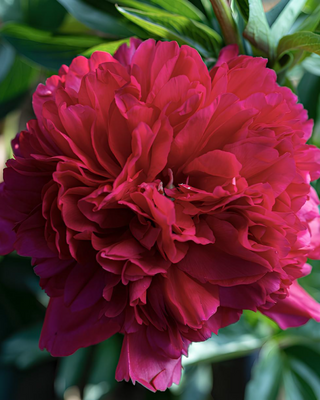 PEONIA OFFICINALIS RUBRA PLENA