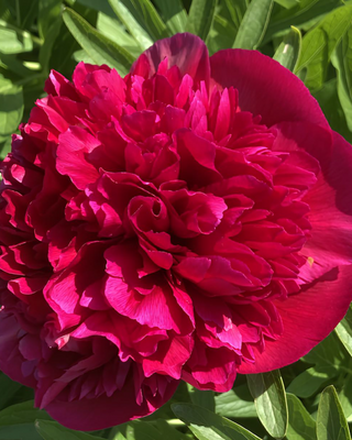 PEONIA OFFICINALIS RUBRA PLENA
