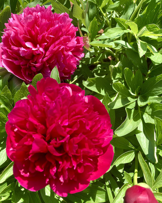 PEONIA OFFICINALIS RUBRA PLENA