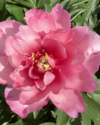 PEONIA OLD ROSE DANDY (ITOH)