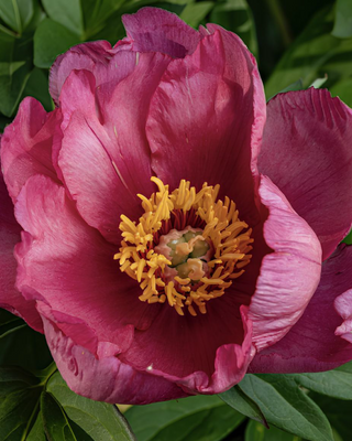 PEONIA OLD ROSE DANDY (ITOH)