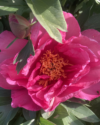 PEONIA OLD ROSE DANDY (ITOH)