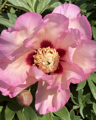 PEONIA PASTEL SPLENDOUR (ITOH)