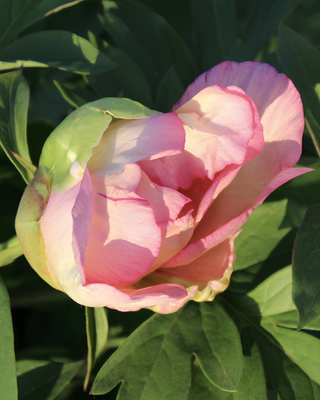 PEONIA PASTEL SPLENDOUR (ITOH)