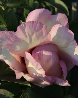 PEONIA PASTEL SPLENDOUR (ITOH)