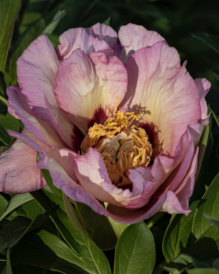PEONIA PASTEL SPLENDOUR (ITOH)