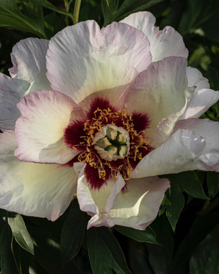 PEONIA PASTEL SPLENDOUR (ITOH)