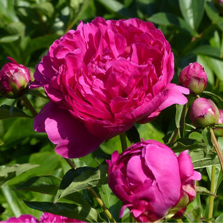 Peonia Patio London