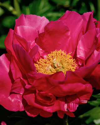 PEONIA PAULA FAY