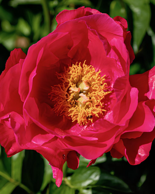 PEONIA PAULA FAY