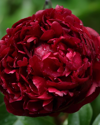 PEONIA PETER BRANDT