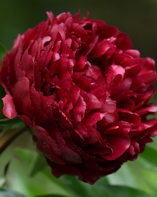 PEONIA PETER BRANDT