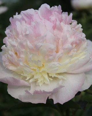 PEONIA RASPBERRY SUNDAE