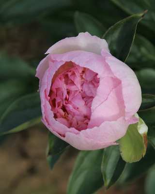 PEONIA RASPBERRY SUNDAE