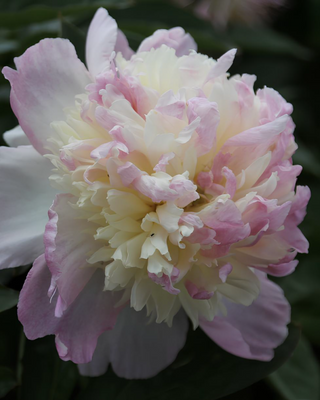 PEONIA RASPBERRY SUNDAE
