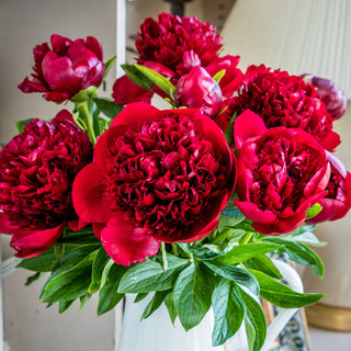 Peonia Red Charm