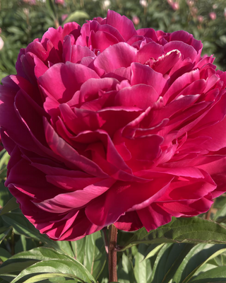 PEONIA RENATO
