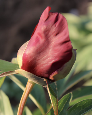 PEONIA SCARLET HEAVEN (ITOH)
