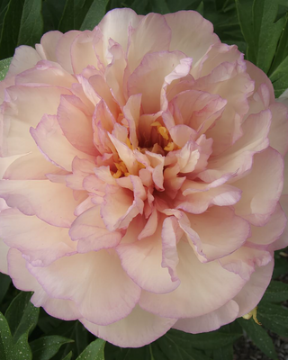 PEONIA SCRUMDIDDLEUMTIOU (ITOH)