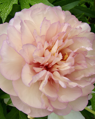 PEONIA SCRUMDIDDLEUMTIOU (ITOH)
