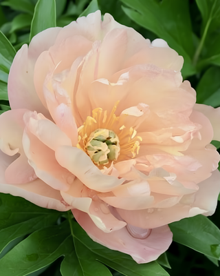 PEONIA SINGING IN THE RAIN (ITOH)