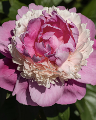 PEONIA SORBET