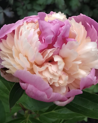 PEONIA SORBET