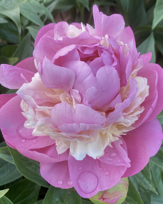 PEONIA SORBET