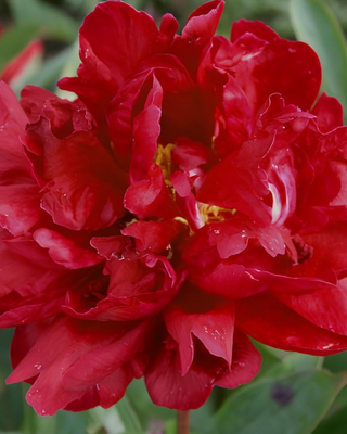 PEONIA THE MIGHTY MO