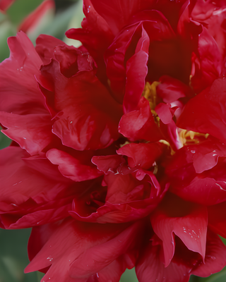 PEONIA THE MIGHTY MO