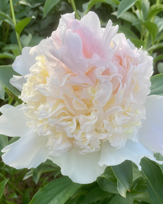 PEONIA TOP BRASS