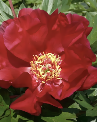 PEONIA UNIQUE (ITOH)