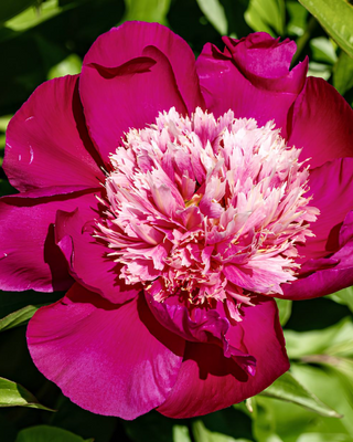 PEONIA WHITE CAP