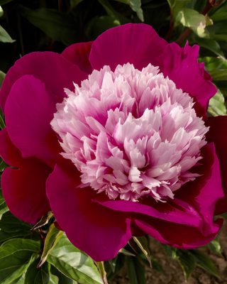 PEONIA WHITE CAP