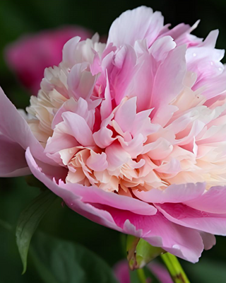PEONIA WHOPPER