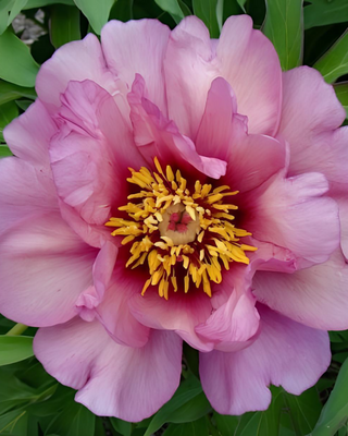 PEONIA YANKEE DOODLE DANDY (ITOH)