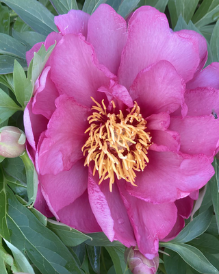PEONIA YANKEE DOODLE DANDY (ITOH)