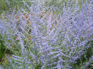 PEROVSKIA ATRIPLICIFOLIA - SALVIA RUSSA